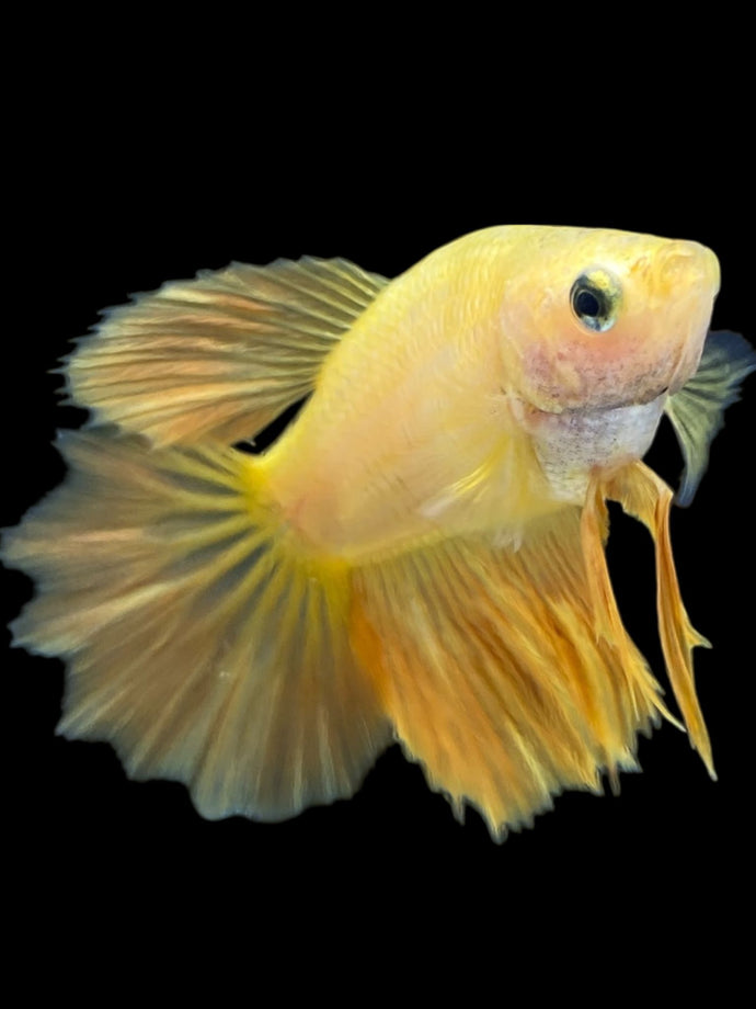 TOP GRADE Female Rosetail - Yellow #2087 - Live Betta Fish