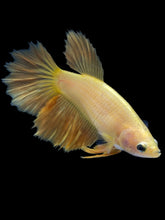 Load image into Gallery viewer, TOP GRADE Female Rosetail - Yellow #2087 - Live Betta Fish
