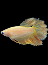 Load image into Gallery viewer, TOP GRADE Female Rosetail - Yellow #2087 - Live Betta Fish
