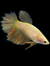 Load image into Gallery viewer, TOP GRADE Female Rosetail - Yellow #2087 - Live Betta Fish
