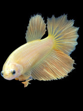 Load image into Gallery viewer, TOP GRADE Female Rosetail - Yellow #2087 - Live Betta Fish
