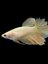 Load image into Gallery viewer, TOP GRADE Female Rosetail - Yellow #2087 - Live Betta Fish
