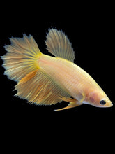 Load image into Gallery viewer, TOP GRADE Female Rosetail - Yellow #2087 - Live Betta Fish
