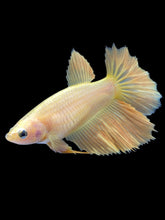 Load image into Gallery viewer, TOP GRADE Female Rosetail - Yellow #2087 - Live Betta Fish
