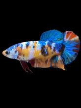 Load image into Gallery viewer, Female Halfmoon Plakat - Galaxy #2089 - Live Betta Fish
