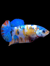 Load image into Gallery viewer, Female Halfmoon Plakat - Galaxy #2089 - Live Betta Fish
