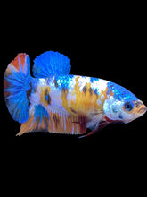 Load image into Gallery viewer, Female Halfmoon Plakat - Galaxy #2089 - Live Betta Fish
