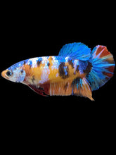 Load image into Gallery viewer, Female Halfmoon Plakat - Galaxy #2089 - Live Betta Fish
