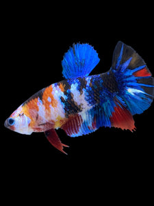 Female Halfmoon Plakat - Galaxy #2090 - Live Betta Fish