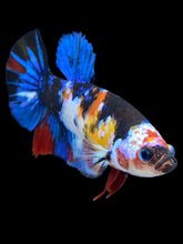Load image into Gallery viewer, Female Halfmoon Plakat - Galaxy #2090 - Live Betta Fish
