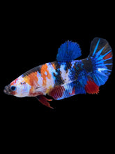 Load image into Gallery viewer, Female Halfmoon Plakat - Galaxy #2090 - Live Betta Fish
