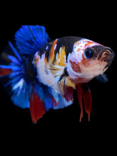 Load image into Gallery viewer, Female Halfmoon Plakat - Galaxy #2090 - Live Betta Fish
