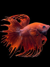 Load image into Gallery viewer, Male Crowntail - Super Red #2091 - Live Betta Fish
