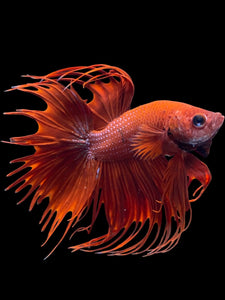 Male Crowntail - Super Red #2091 - Live Betta Fish