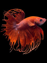 Load image into Gallery viewer, Male Crowntail - Super Red #2091 - Live Betta Fish
