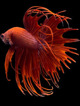 Load image into Gallery viewer, Male Crowntail - Super Red #2091 - Live Betta Fish
