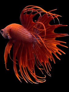 Male Crowntail - Super Red #2091 - Live Betta Fish