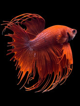 Load image into Gallery viewer, Male Crowntail - Super Red #2091 - Live Betta Fish
