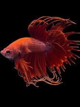 Load image into Gallery viewer, Male Crowntail - Super Red #2091 - Live Betta Fish
