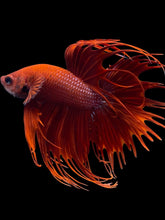 Load image into Gallery viewer, Male Crowntail - Super Red #2091 - Live Betta Fish
