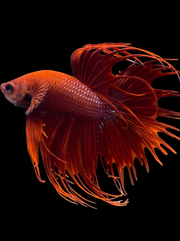Male Crowntail - Super Red #2091 - Live Betta Fish