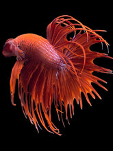 Load image into Gallery viewer, Male Crowntail - Super Red #2091 - Live Betta Fish
