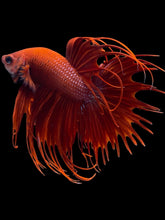 Load image into Gallery viewer, Male Crowntail - Super Red #2091 - Live Betta Fish
