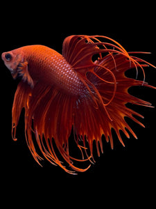 Male Crowntail - Super Red #2091 - Live Betta Fish