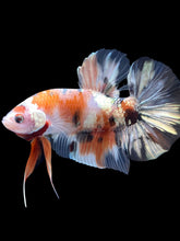 Load image into Gallery viewer, GIANT Male Halfmoon Plakat - Candy Copper #2092 - Live Betta Fish
