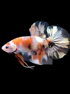 GIANT Male Halfmoon Plakat - Candy Copper #2092 - Live Betta Fish