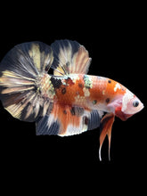 Load image into Gallery viewer, GIANT Male Halfmoon Plakat - Candy Copper #2092 - Live Betta Fish

