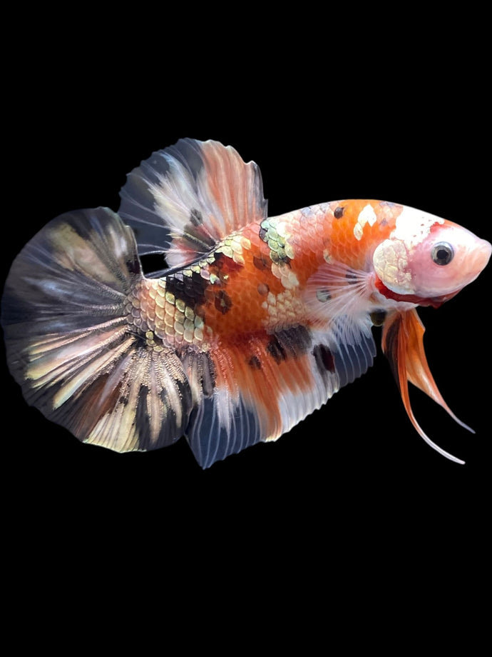 GIANT Male Halfmoon Plakat - Candy Copper #2092 - Live Betta Fish