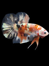 Load image into Gallery viewer, GIANT Male Halfmoon Plakat - Candy Copper #2092 - Live Betta Fish
