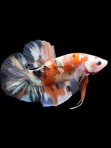 GIANT Male Halfmoon Plakat - Candy Copper #2092 - Live Betta Fish