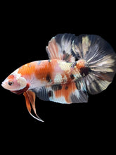 Load image into Gallery viewer, GIANT Male Halfmoon Plakat - Candy Copper #2092 - Live Betta Fish
