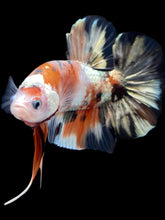 Load image into Gallery viewer, GIANT Male Halfmoon Plakat - Candy Copper #2092 - Live Betta Fish
