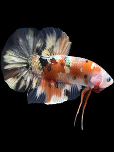 GIANT Male Halfmoon Plakat - Candy Copper #2092 - Live Betta Fish