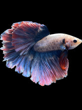 Load image into Gallery viewer, Male Rosetail - Two Tone #2096 - Live Betta Fish
