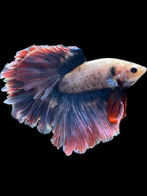 Load image into Gallery viewer, Male Rosetail - Two Tone #2096 - Live Betta Fish
