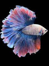 Load image into Gallery viewer, Male Rosetail - Two Tone #2096 - Live Betta Fish
