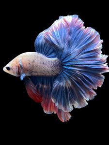 Male Rosetail - Two Tone #2096 - Live Betta Fish