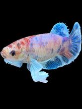 Load image into Gallery viewer, Female Halfmoon Plakat - Candy Dumbo #2098 - Live Betta Fish
