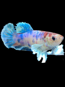 Female Halfmoon Plakat - Candy Dumbo #2098 - Live Betta Fish