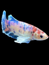 Load image into Gallery viewer, Female Halfmoon Plakat - Candy Dumbo #2098 - Live Betta Fish
