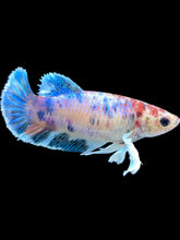 Load image into Gallery viewer, Female Halfmoon Plakat - Candy Dumbo #2098 - Live Betta Fish
