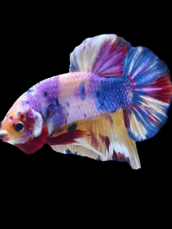 GIANT Male Halfmoon Plakat - Purple Unicorn #2100 - Live Betta Fish