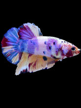 Load image into Gallery viewer, GIANT Male Halfmoon Plakat - Purple Unicorn #2100 - Live Betta Fish
