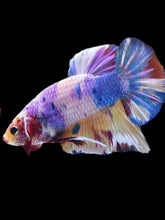 Load image into Gallery viewer, GIANT Male Halfmoon Plakat - Purple Unicorn #2100 - Live Betta Fish
