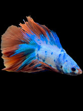Load image into Gallery viewer, Male Fullmoon - Fancy Orange Tail #2100 - Live Betta Fish
