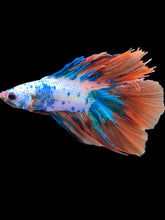 Load image into Gallery viewer, Male Fullmoon - Fancy Orange Tail #2100 - Live Betta Fish
